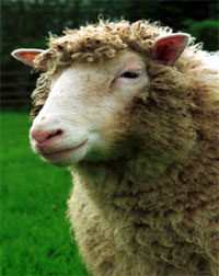 Dolly, the first close. Image provided by the Roslin Institute